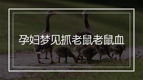 孕妇梦见抓老鼠老鼠血