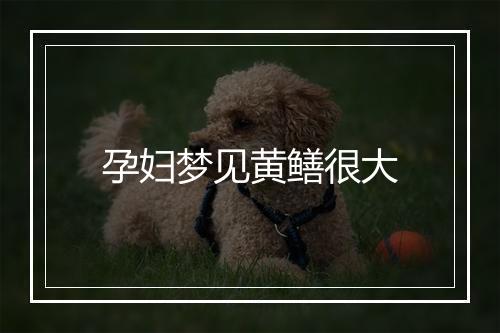 孕妇梦见黄鳝很大