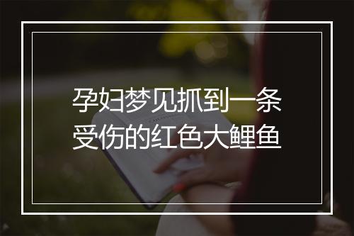 孕妇梦见抓到一条受伤的红色大鲤鱼