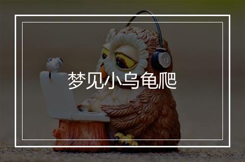 梦见小乌龟爬