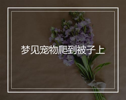 梦见宠物爬到被子上