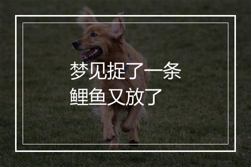 梦见捉了一条鲤鱼又放了