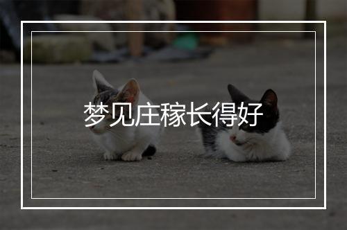 梦见庄稼长得好