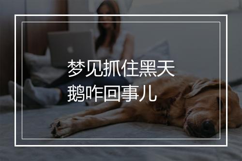 梦见抓住黑天鹅咋回事儿