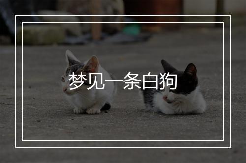 梦见一条白狗