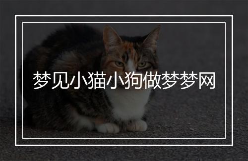 梦见小猫小狗做梦梦网