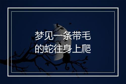 梦见一条带毛的蛇往身上爬