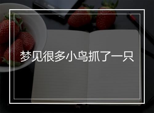 梦见很多小鸟抓了一只