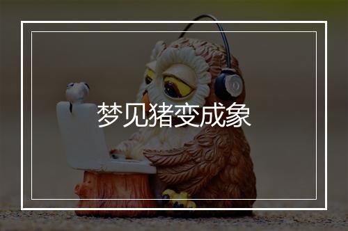 梦见猪变成象