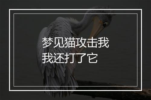 梦见猫攻击我我还打了它