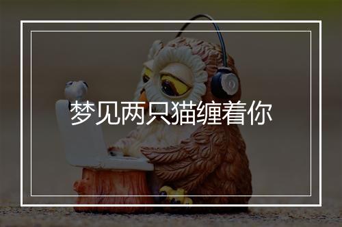 梦见两只猫缠着你