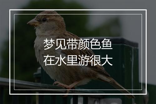 梦见带颜色鱼在水里游很大