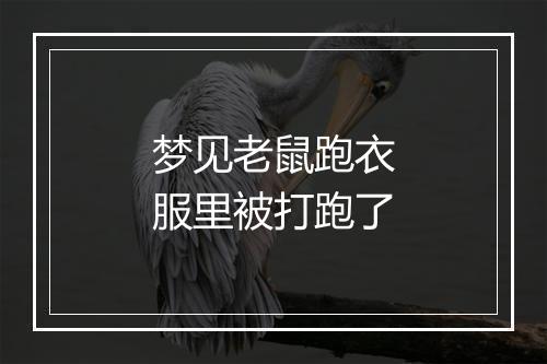 梦见老鼠跑衣服里被打跑了