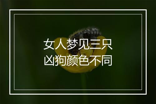 女人梦见三只凶狗颜色不同