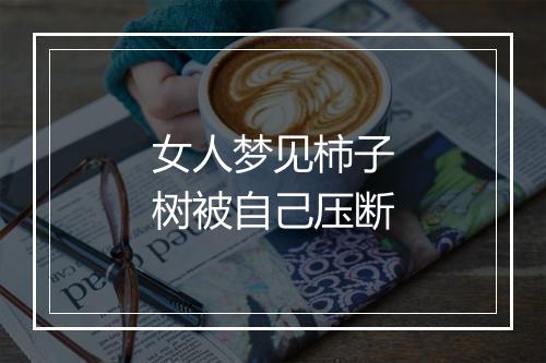 女人梦见柿子树被自己压断