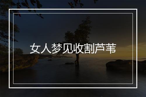 女人梦见收割芦苇