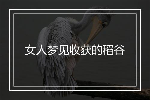 女人梦见收获的稻谷