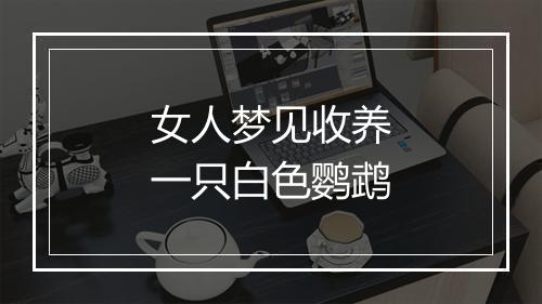 女人梦见收养一只白色鹦鹉