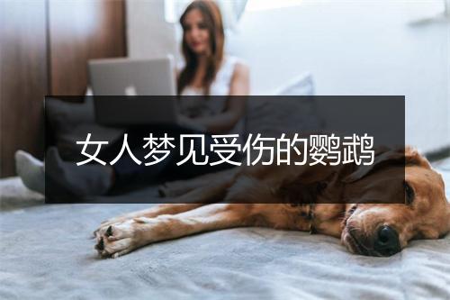 女人梦见受伤的鹦鹉