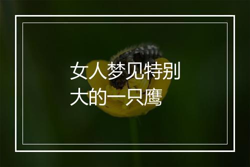 女人梦见特别大的一只鹰