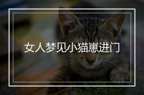 女人梦见小猫崽进门