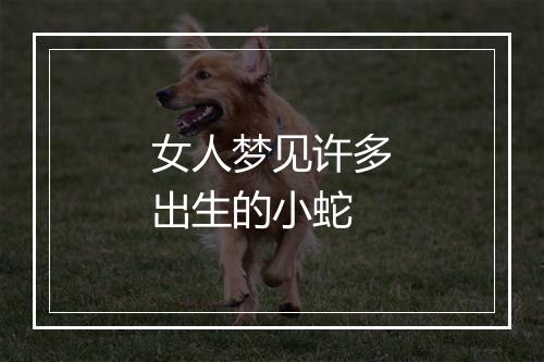 女人梦见许多出生的小蛇