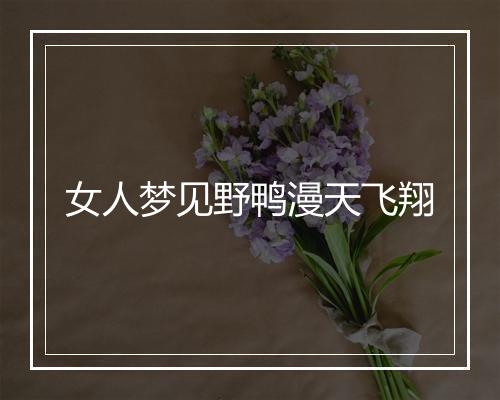 女人梦见野鸭漫天飞翔