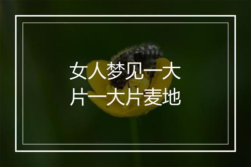 女人梦见一大片一大片麦地