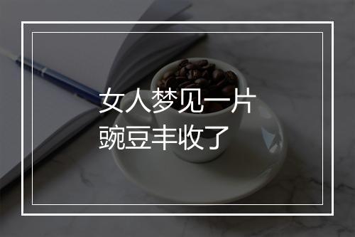 女人梦见一片豌豆丰收了