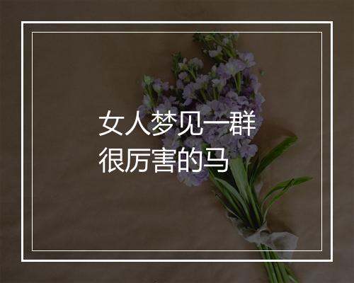 女人梦见一群很厉害的马