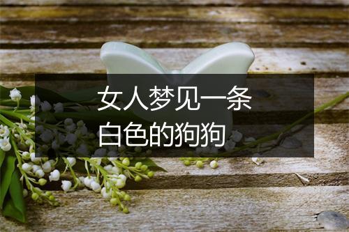 女人梦见一条白色的狗狗