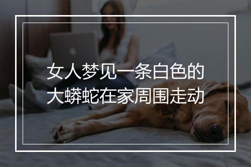 女人梦见一条白色的大蟒蛇在家周围走动