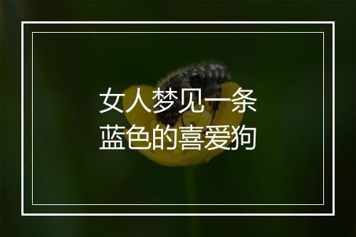 女人梦见一条蓝色的喜爱狗