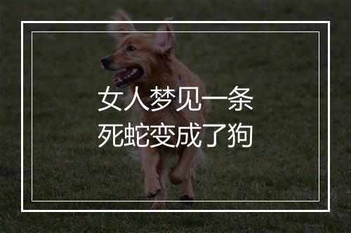 女人梦见一条死蛇变成了狗