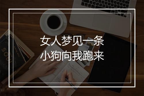 女人梦见一条小狗向我跑来