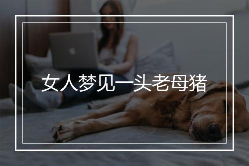 女人梦见一头老母猪