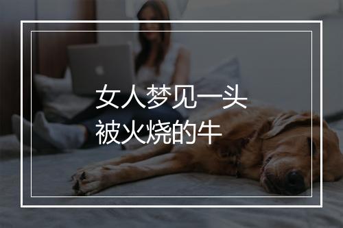 女人梦见一头被火烧的牛