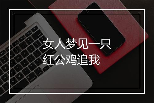 女人梦见一只红公鸡追我