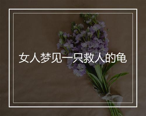 女人梦见一只救人的龟