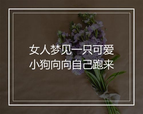 女人梦见一只可爱小狗向向自己跑来