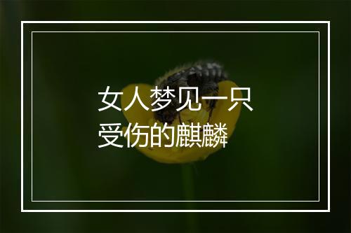 女人梦见一只受伤的麒麟