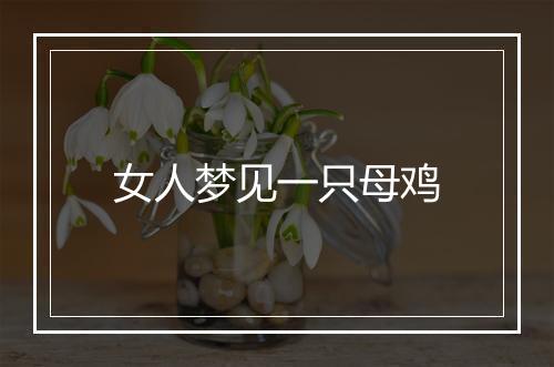 女人梦见一只母鸡