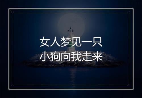 女人梦见一只小狗向我走来