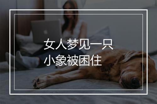 女人梦见一只小象被困住