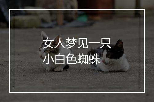 女人梦见一只小白色蜘蛛