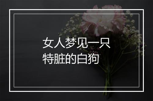 女人梦见一只特脏的白狗