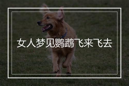 女人梦见鹦鹉飞来飞去