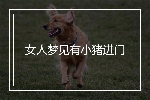 女人梦见有小猪进门