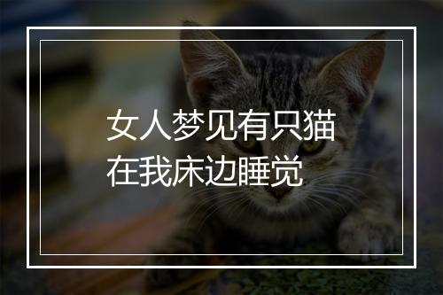 女人梦见有只猫在我床边睡觉