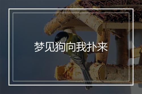 梦见狗向我扑来